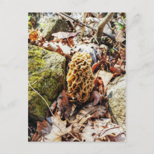 Morel Mushroom in the Wild Postcard