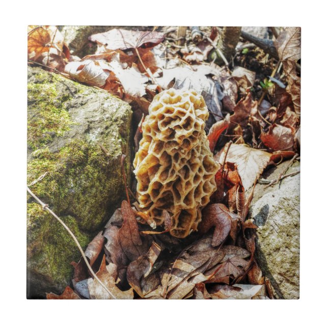 Morel Mushroom in the Wild Tile (Front)