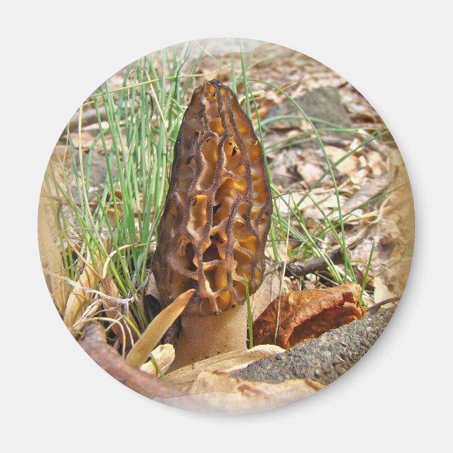 Morel Mushroom Magnet (Front)