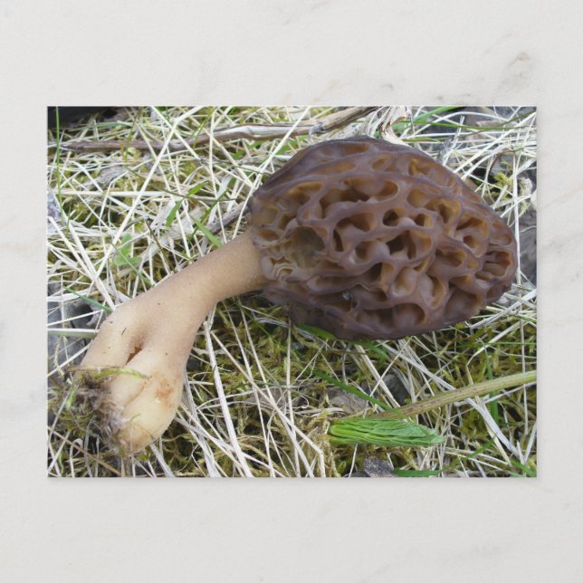 Morel Mushroom on Unalaska Island Postcard (Front)