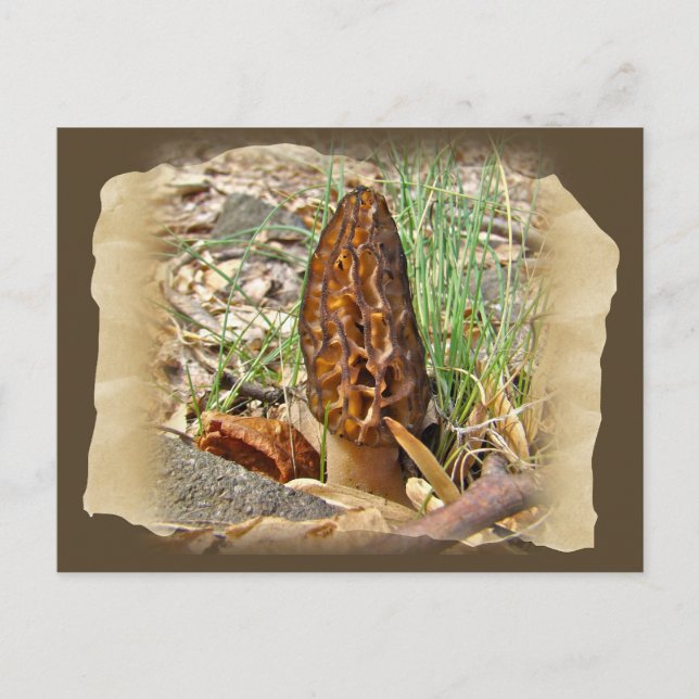 Morel Mushroom Postcard (Front)