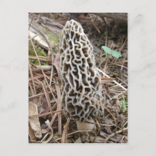 Morel Mushroom postcard