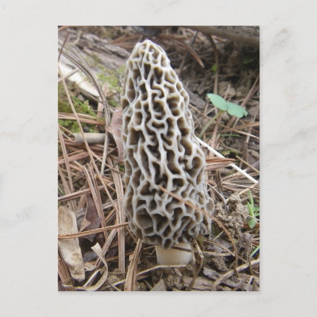 Morel Mushroom postcard (Front)