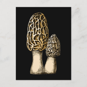 Morel Mushroom Vintage Botanical Illustration Postcard