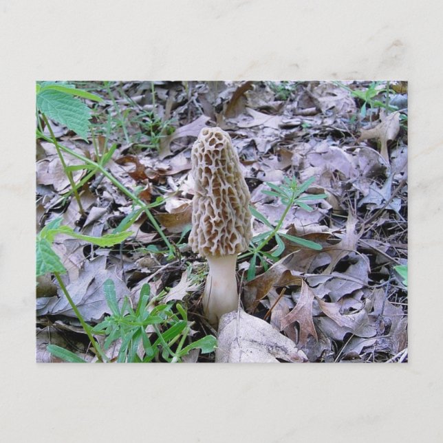 Morel postcard (Front)
