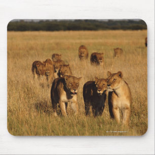 Moremi Wildlife Reserve, Botswana Mouse Mat