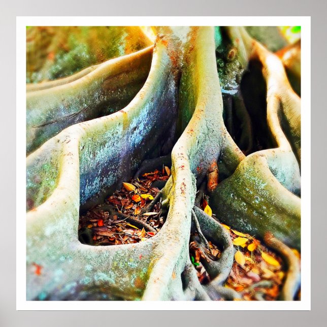 Moreton bay fig tree roots poster (Front)