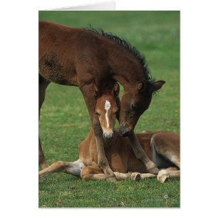 Morgan Foals Playing