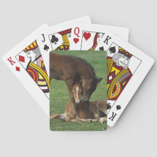 Morgan Foals Playing Cards