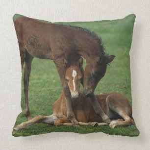 Morgan Foals Playing Cushion