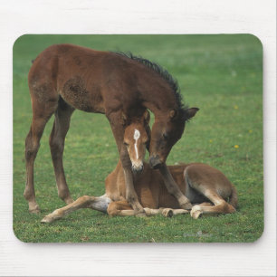 Morgan Foals Playing Mouse Mat