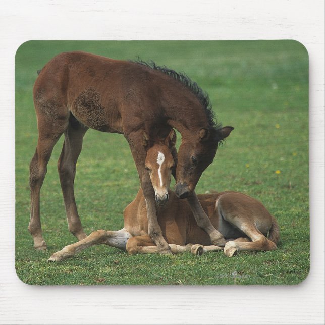 Morgan Foals Playing Mouse Mat (Front)