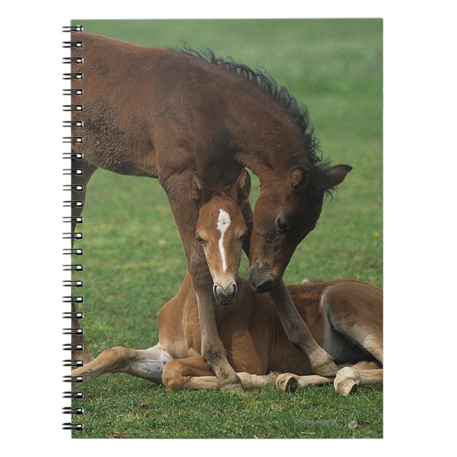 Morgan Foals Playing Notebook (Front)