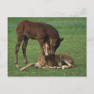 Morgan Foals Playing Postcard