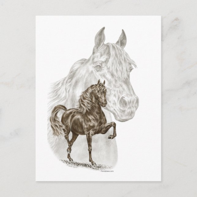 Morgan Horse Art Postcard (Front)