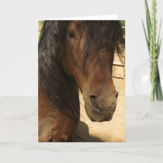 Morgan Horse Beauty Card