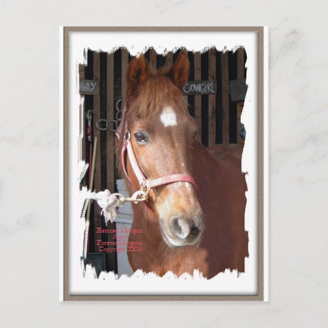 Morgan Horse Happy Postcard (Front)