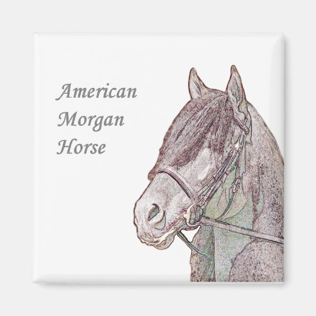 Morgan Horse Magnet (Front)