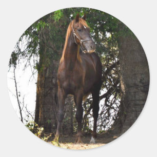 Morgan Horse Products!! Classic Round Sticker