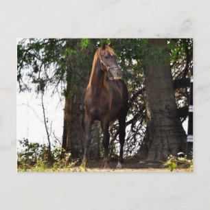 Morgan Horse Products!! Postcard