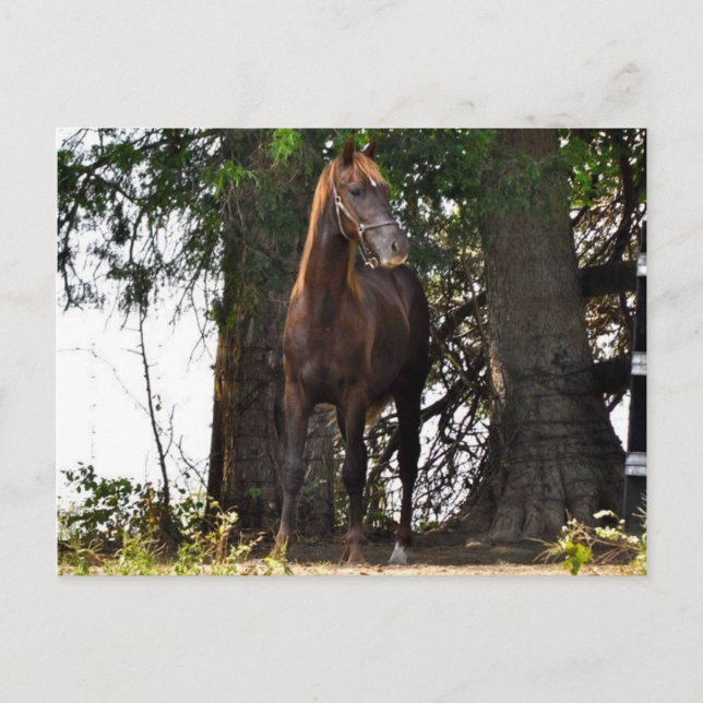 Morgan Horse Products!! Postcard (Front)