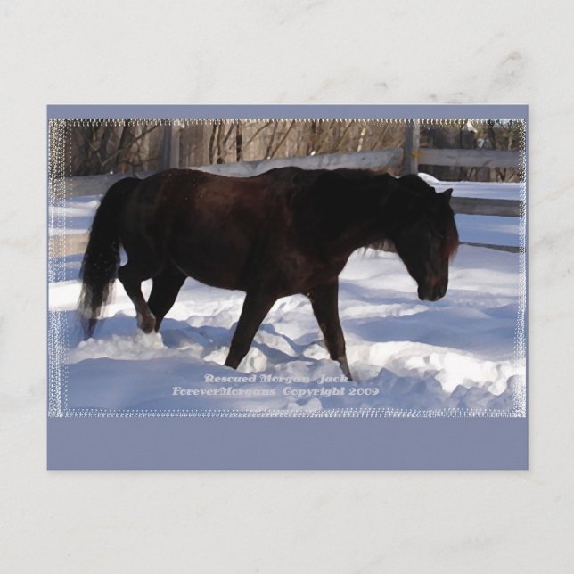 Morgan Horse Winter Wonderland Blank Postcard (Front)