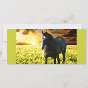 MORISCO AT SUNSET Rack Card