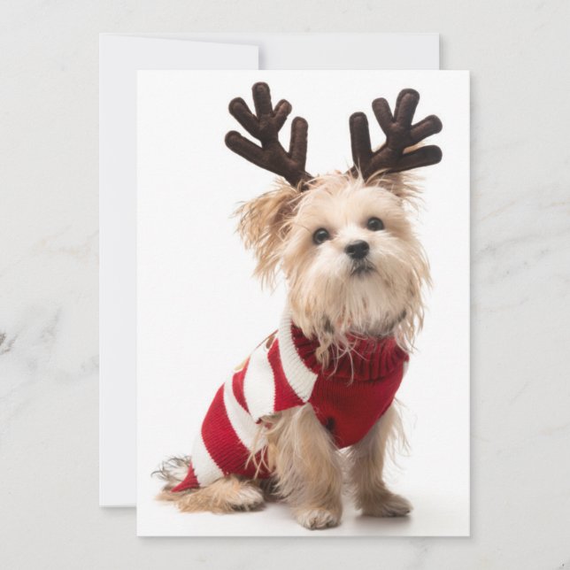 Morkie breed dog with Christmas antlers Holiday Card (Front)