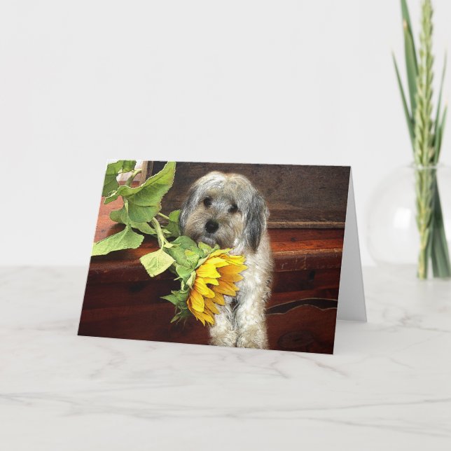 Morkie Greeting Card (Front)