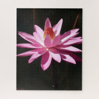 Morning Calm: Pink Lotus in Soft Natural Light