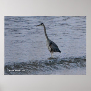 Morning Crane by the Shore Poster