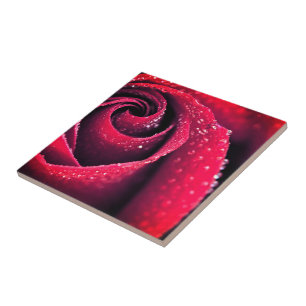 Morning dew at red rose petals, floral photography tile