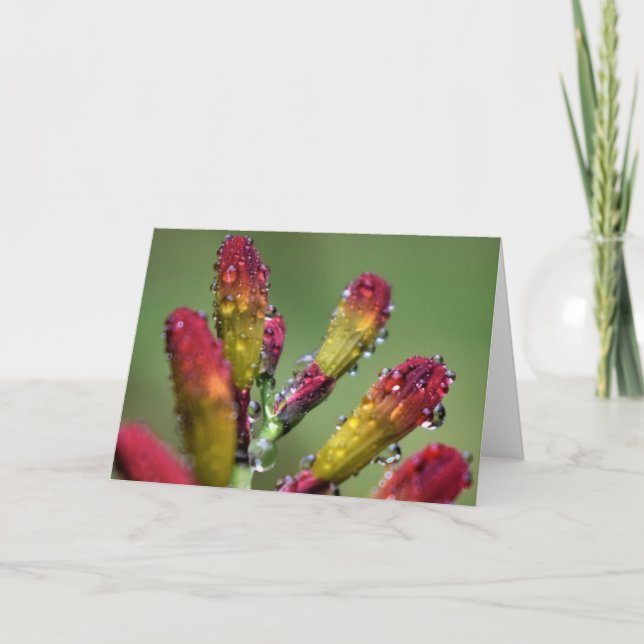 Morning Dew, card (Front)