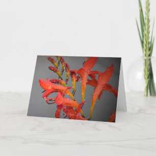 Morning Dew, card