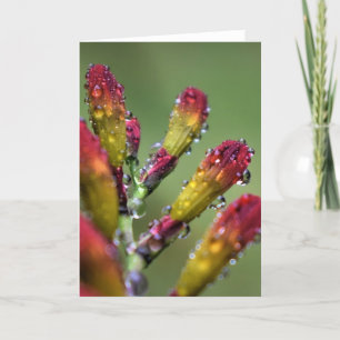 Morning Dew, card