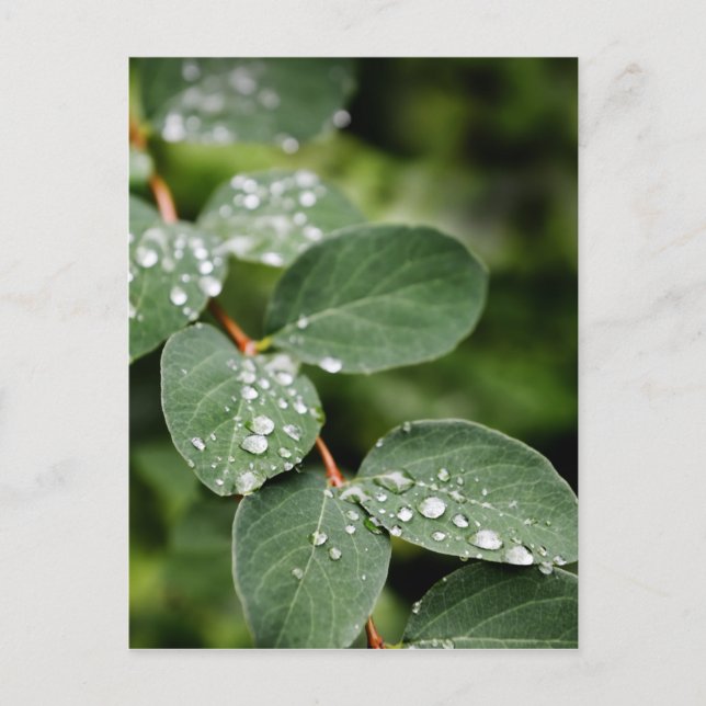 Morning dew in garden postcard (Front)