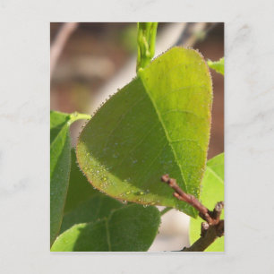 morning Dew on Chinese tallow leaf Postcard