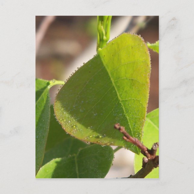 morning Dew on Chinese tallow leaf Postcard (Front)