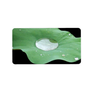 Morning Dew on Lilypad Label