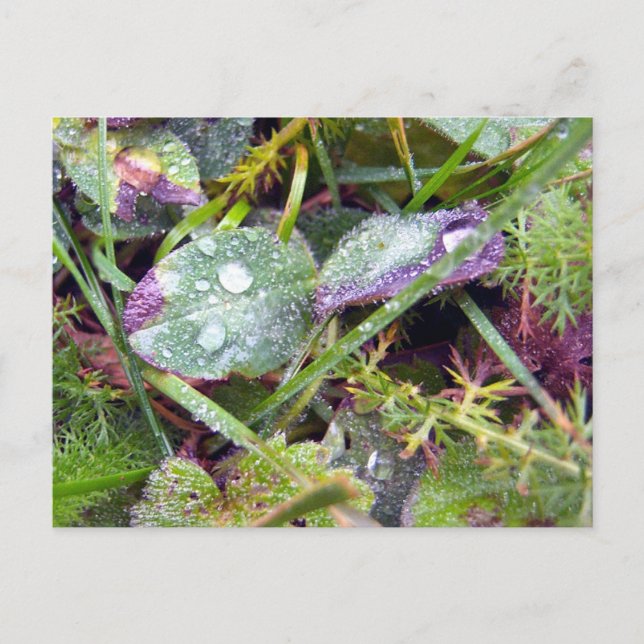Morning Dew Postcard (Front)