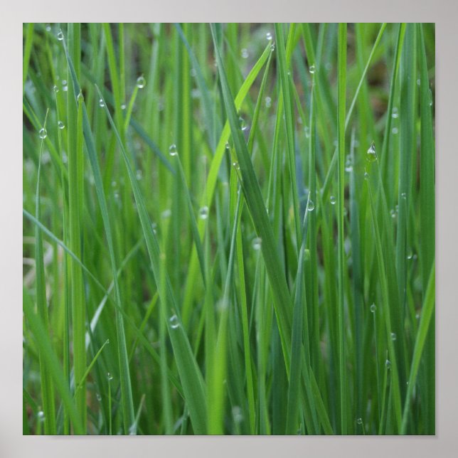 Morning Dew Poster (Front)