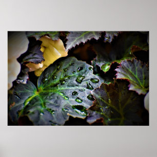 Morning Dew, Poster