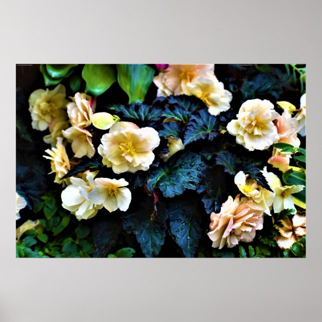 Morning Dew,  Poster (Front)