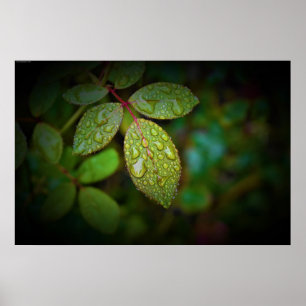 Morning Dew, Poster