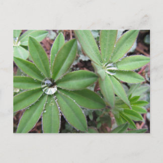 Morning Dew Series Postcard