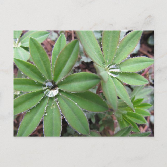 Morning Dew Series Postcard (Front)