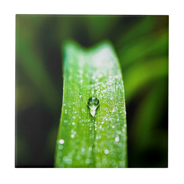 Morning Dew Water Droplet Tile (Front)