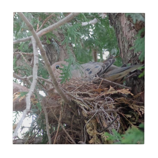 Morning Dove Nesting Tile (Front)