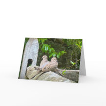 Morning Doves, card