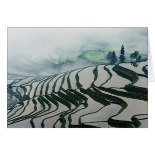 Morning Fog Above Rice Fields